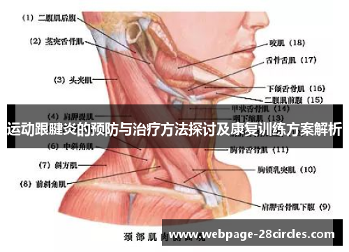 运动跟腱炎的预防与治疗方法探讨及康复训练方案解析